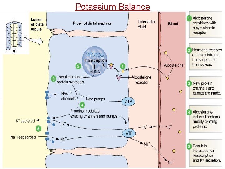 Potassium Balance 