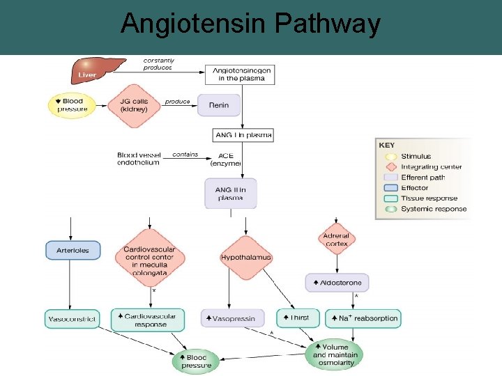 Angiotensin Pathway 