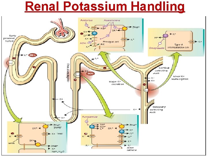 Renal Potassium Handling 