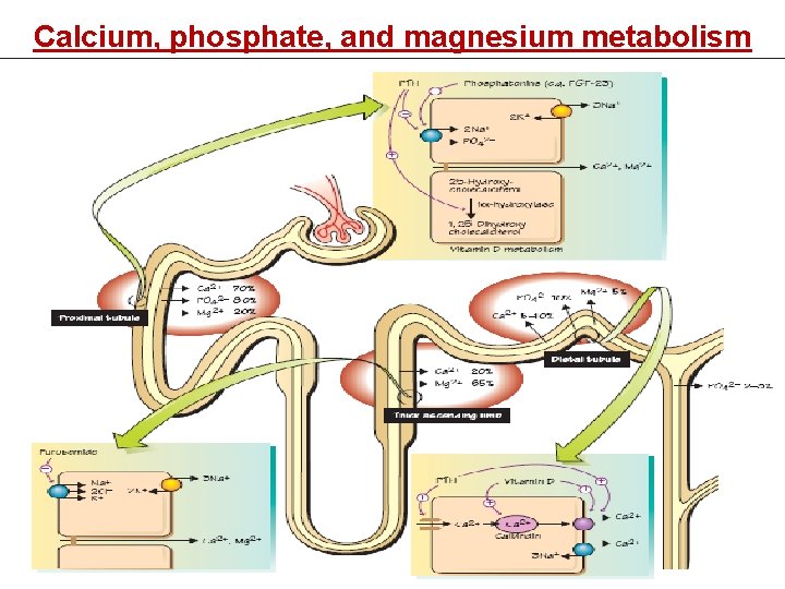 Calcium, phosphate, and magnesium metabolism 