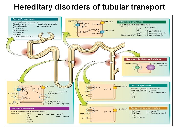 Hereditary disorders of tubular transport 
