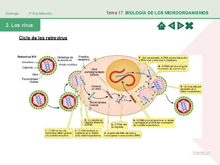 Biología 2º Bachillerato 2. Los virus Ciclo de los retrovirus Tema 17. BIOLOGÍA DE Biología 2º Bachillerato 2. Los virus Ciclo de los retrovirus Tema 17. BIOLOGÍA DE