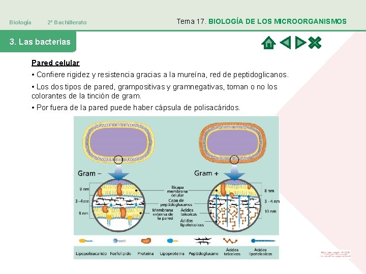 Biología 2º Bachillerato Tema 17. BIOLOGÍA DE LOS MICROORGANISMOS 3. Las bacterias Pared celular Biología 2º Bachillerato Tema 17. BIOLOGÍA DE LOS MICROORGANISMOS 3. Las bacterias Pared celular