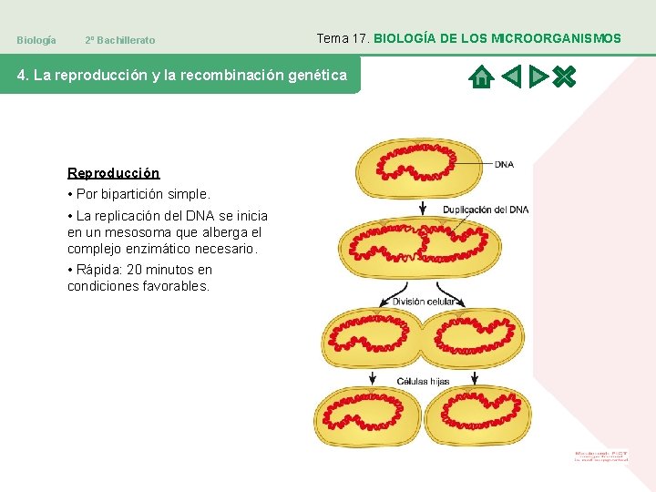 Biología 2º Bachillerato Tema 17. BIOLOGÍA DE LOS MICROORGANISMOS 4. La reproducción y la