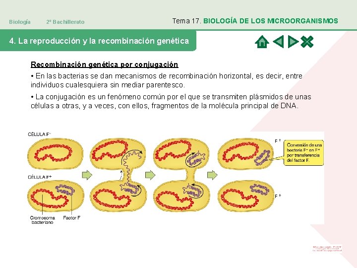 Biología 2º Bachillerato Tema 17. BIOLOGÍA DE LOS MICROORGANISMOS 4. La reproducción y la Biología 2º Bachillerato Tema 17. BIOLOGÍA DE LOS MICROORGANISMOS 4. La reproducción y la