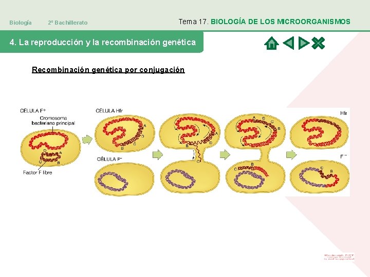 Biología 2º Bachillerato Tema 17. BIOLOGÍA DE LOS MICROORGANISMOS 4. La reproducción y la Biología 2º Bachillerato Tema 17. BIOLOGÍA DE LOS MICROORGANISMOS 4. La reproducción y la