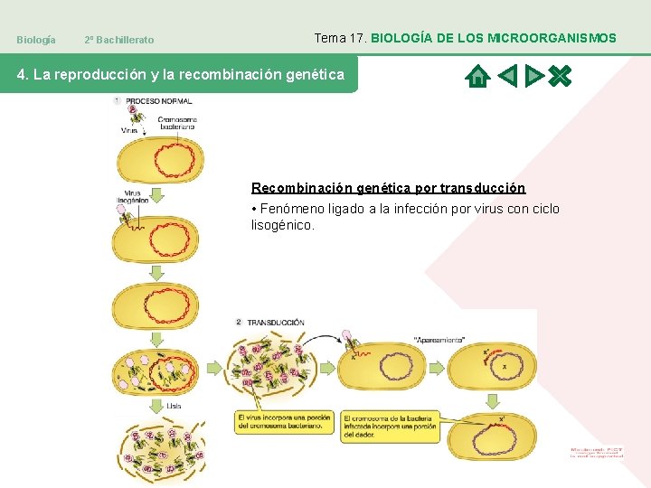 Biología 2º Bachillerato Tema 17. BIOLOGÍA DE LOS MICROORGANISMOS 4. La reproducción y la