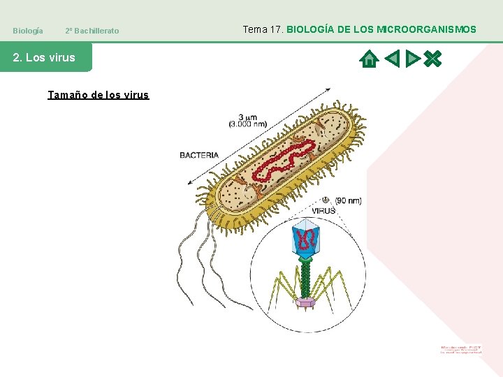 Biología 2º Bachillerato 2. Los virus Tamaño de los virus Tema 17. BIOLOGÍA DE