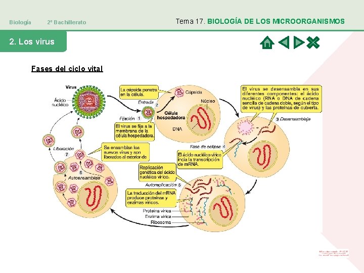 Biología 2º Bachillerato 2. Los virus Fases del ciclo vital Tema 17. BIOLOGÍA DE Biología 2º Bachillerato 2. Los virus Fases del ciclo vital Tema 17. BIOLOGÍA DE