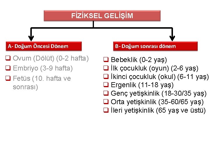 FİZİKSEL GELİŞİM A- Doğum Öncesi Dönem q Ovum (Dölüt) (0 -2 hafta) q Embriyo