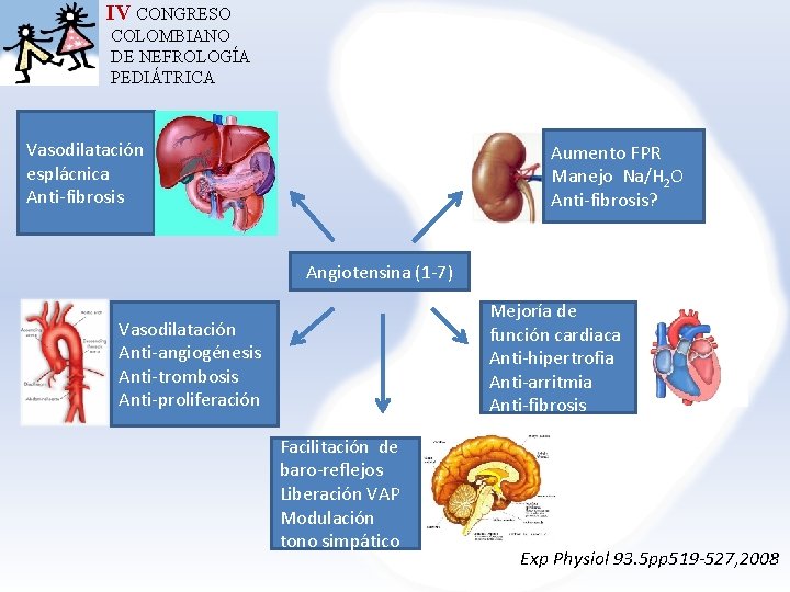 IV CONGRESO COLOMBIANO DE NEFROLOGÍA PEDIÁTRICA Vasodilatación esplácnica Anti-fibrosis Aumento FPR Manejo Na/H 2