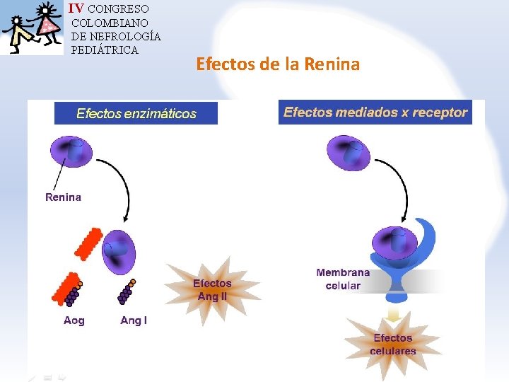 IV CONGRESO COLOMBIANO DE NEFROLOGÍA PEDIÁTRICA Efectos de la Renina 