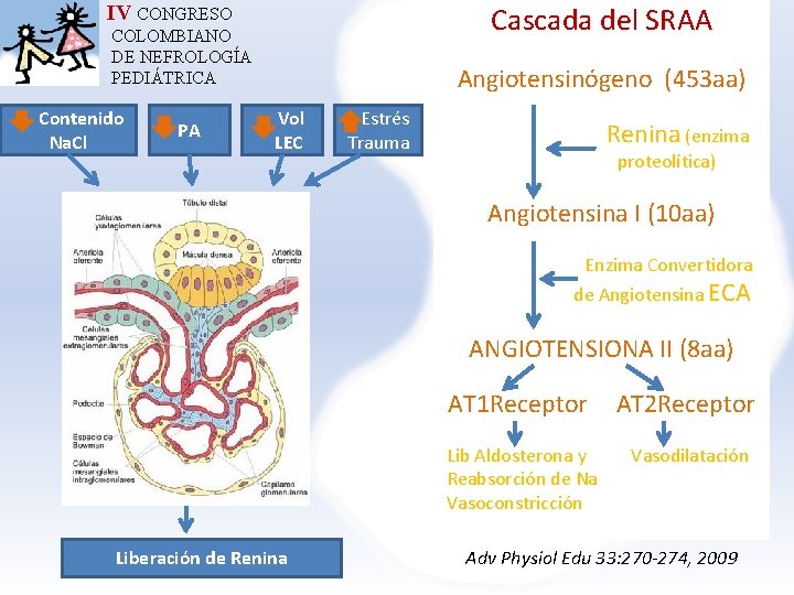 IV CONGRESO Cascada del SRAA COLOMBIANO DE NEFROLOGÍA PEDIÁTRICA Contenido Na. Cl PA Angiotensinógeno