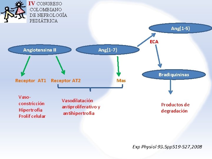 IV CONGRESO COLOMBIANO DE NEFROLOGÍA PEDIÁTRICA Ang(1 -5) ECA Angiotensina II Ang(1 -7) Receptor