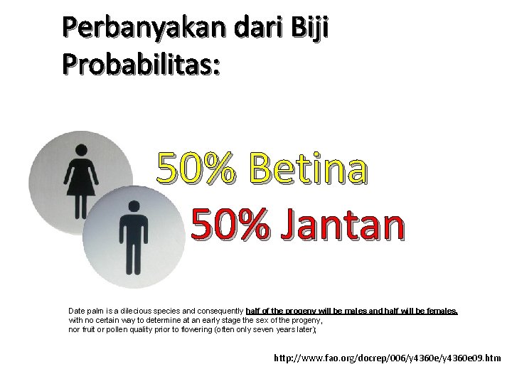 Perbanyakan dari Biji Probabilitas: 50% Betina 50% Jantan Date palm is a dilecious species