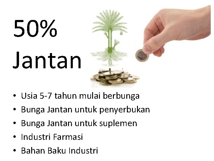 50% Jantan • • • Usia 5 -7 tahun mulai berbunga Bunga Jantan untuk