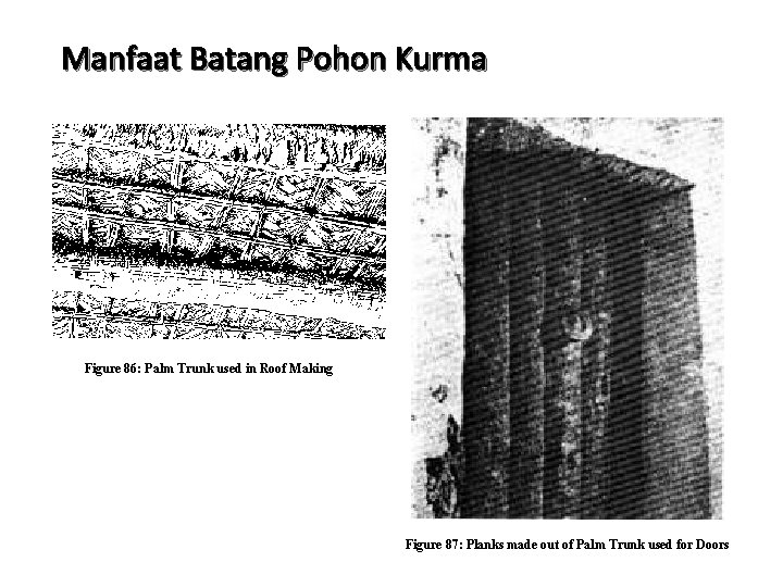 Manfaat Batang Pohon Kurma Figure 86: Palm Trunk used in Roof Making Figure 87: