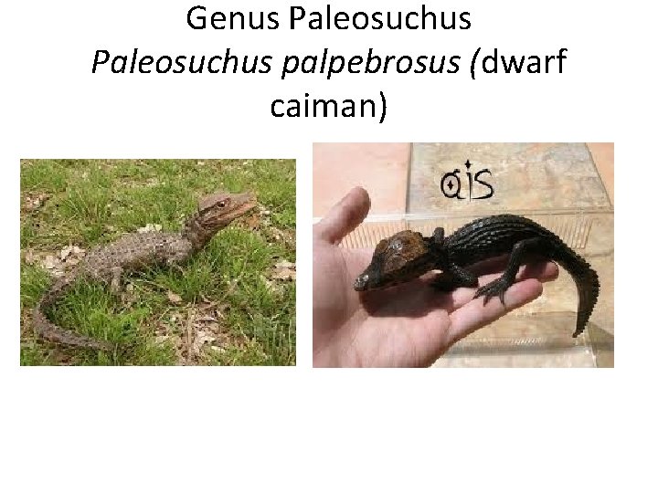 Genus Paleosuchus palpebrosus (dwarf caiman) 