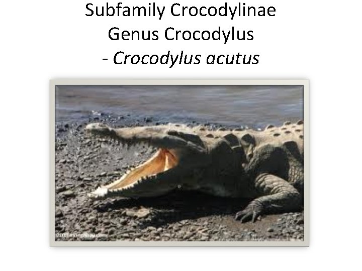 Subfamily Crocodylinae Genus Crocodylus - Crocodylus acutus 