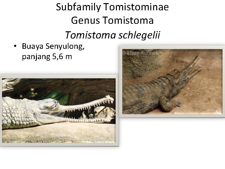 Subfamily Tomistominae Genus Tomistoma schlegelii • Buaya Senyulong, panjang 5, 6 m 