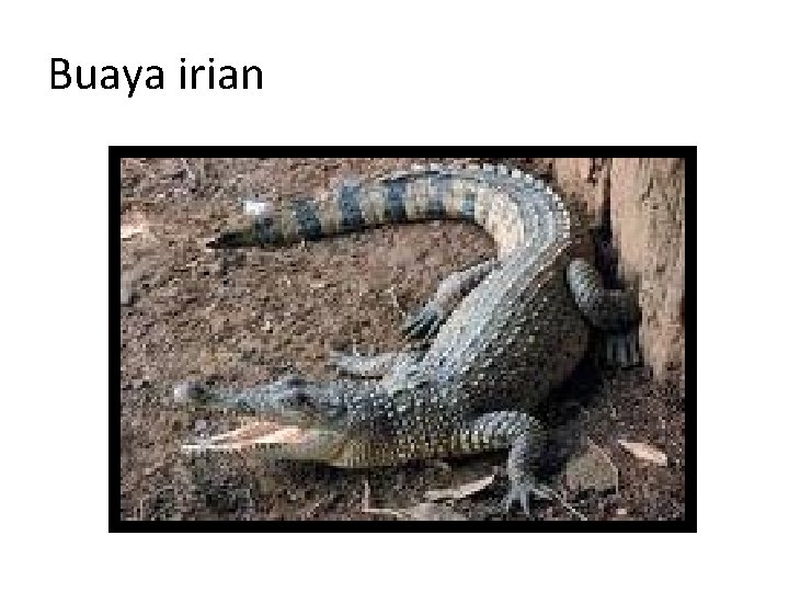 Buaya irian 