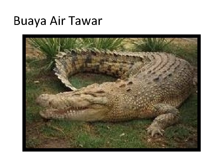 Buaya Air Tawar 