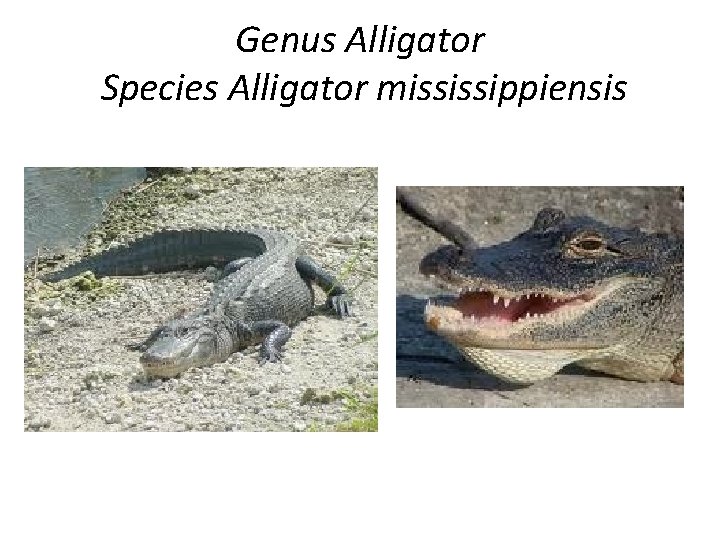 Genus Alligator Species Alligator mississippiensis 