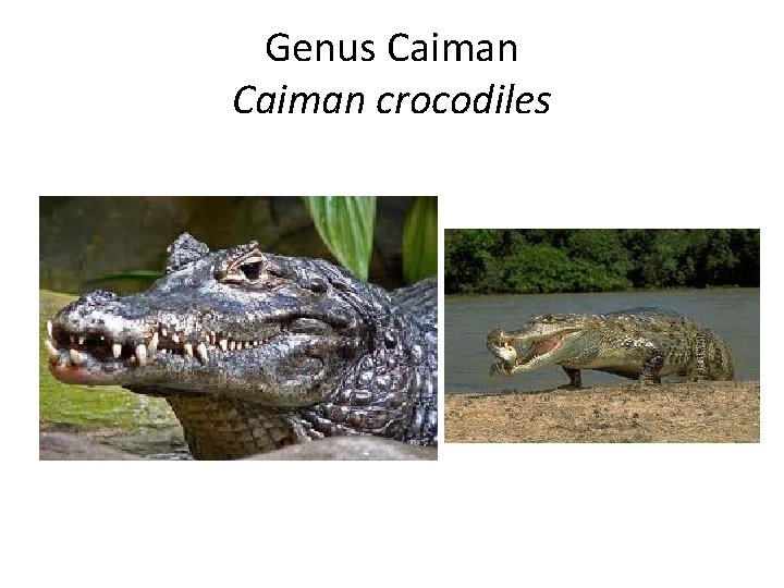 Genus Caiman crocodiles 