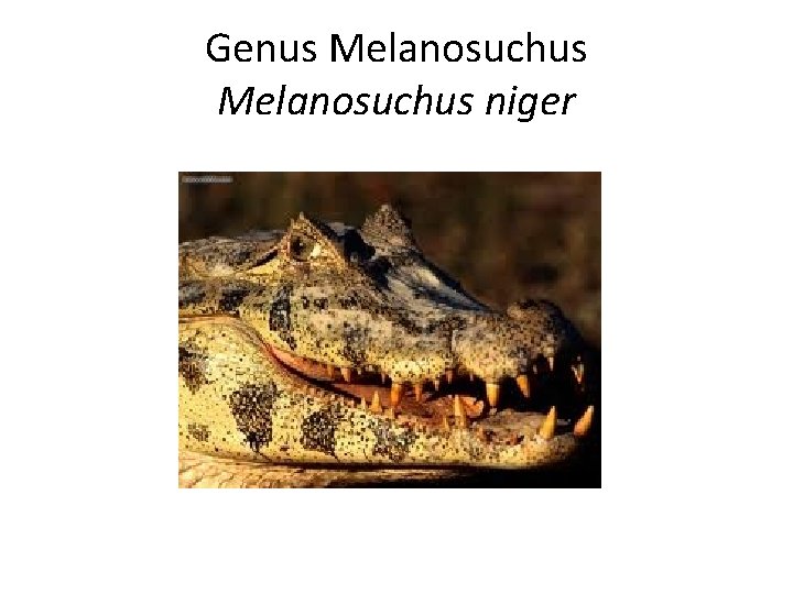 Genus Melanosuchus niger 