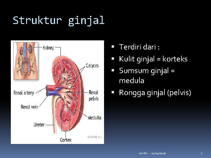 Struktur ginjal Terdiri dari : Kulit ginjal = korteks Sumsum ginjal = medula Rongga