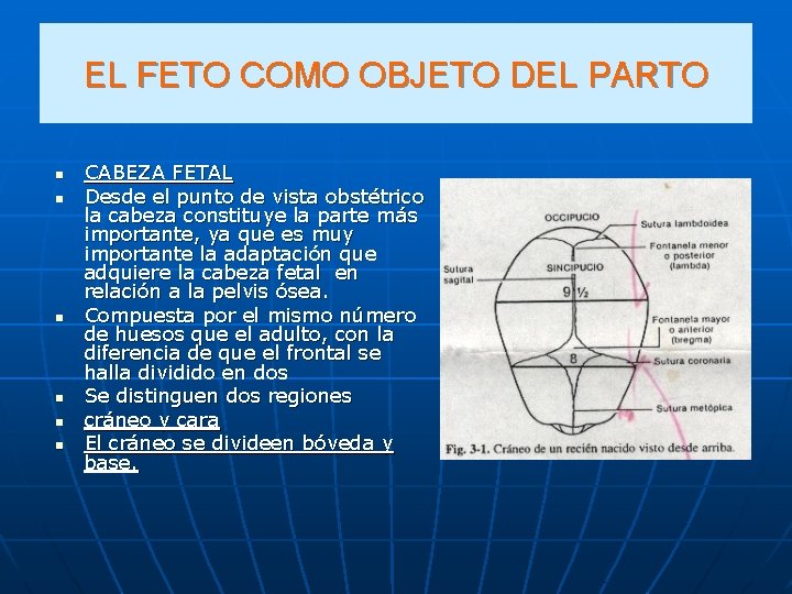 EL FETO COMO OBJETO DEL PARTO n n n CABEZA FETAL Desde el punto