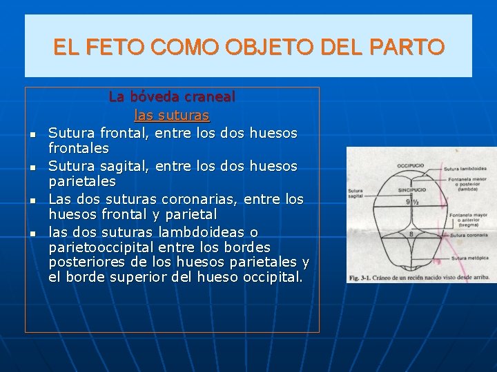 EL FETO COMO OBJETO DEL PARTO n n La bóveda craneal las suturas Sutura