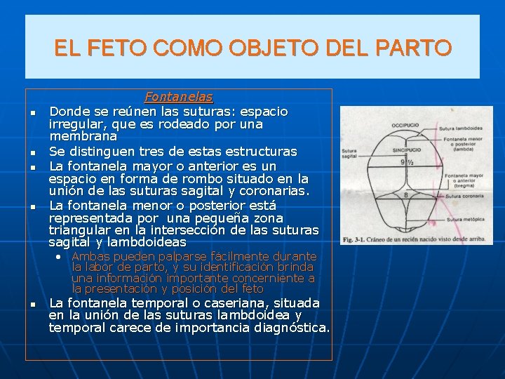 EL FETO COMO OBJETO DEL PARTO n n Fontanelas Donde se reúnen las suturas: