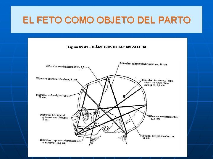 EL FETO COMO OBJETO DEL PARTO 