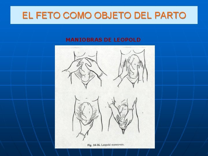 EL FETO COMO OBJETO DEL PARTO MANIOBRAS DE LEOPOLD 