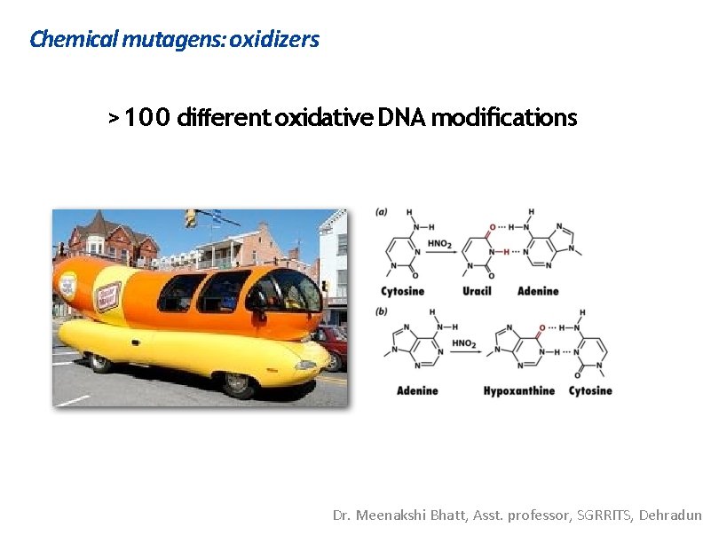 Chemical mutagens: oxidizers >100 different oxidative DNA modifications Dr. Meenakshi Bhatt, Asst. professor, SGRRITS,