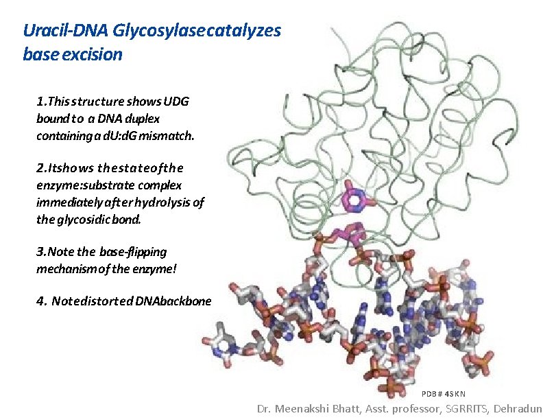 Uracil-DNA Glycosylase catalyzes base excision 1. This structure shows UDG bound to a DNA