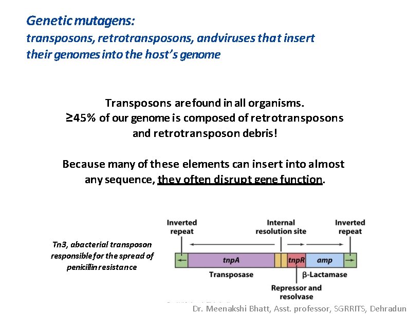 Genetic mutagens: transposons, retrotransposons, andviruses that insert their genomes into the host’s genome Transposons