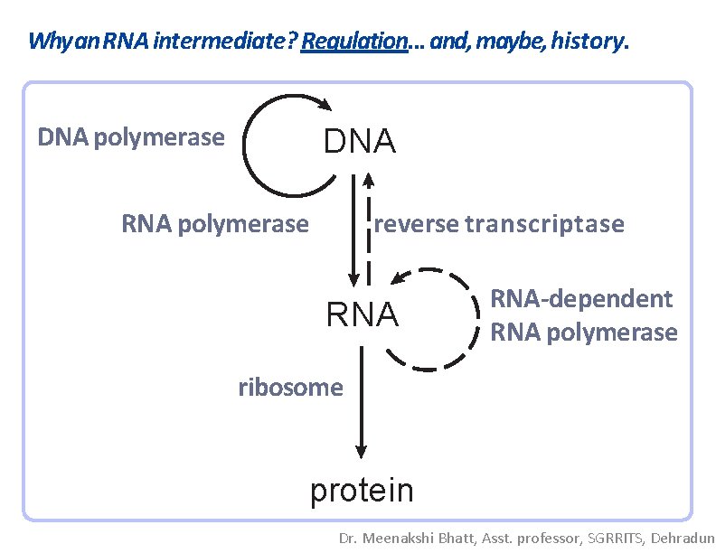 Why an RNA intermediate? Regulation. . . and, maybe, history. DNA polymerase DNA RNA