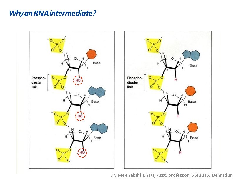 Why an RNA intermediate? Dr. Meenakshi Bhatt, Asst. professor, SGRRITS, Dehradun 