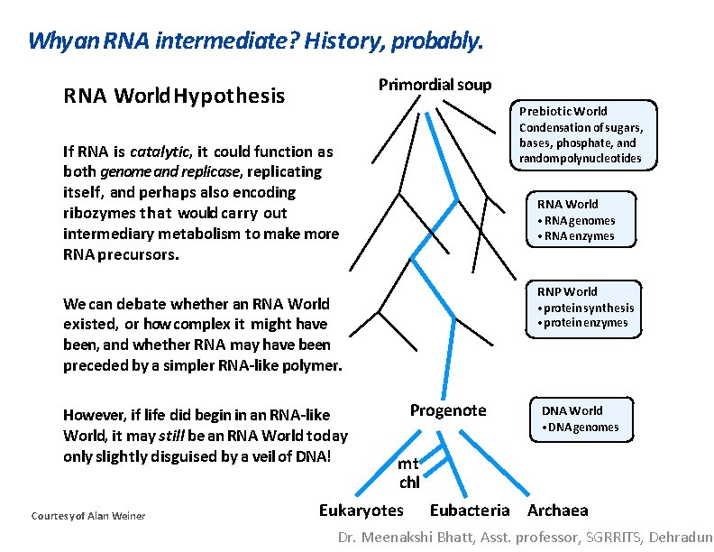 Why an RNA intermediate? History, probably. Primordial soup RNA World Hypothesis Prebiotic World Condensation