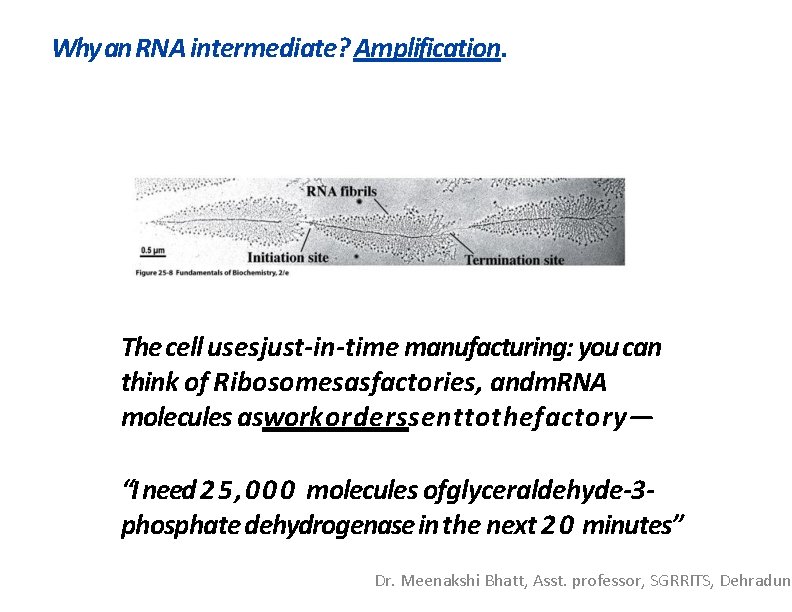 Why an RNA intermediate? Amplification. The cell usesjust-in-time manufacturing: you can think of Ribosomesasfactories,