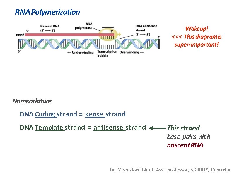 RNA Polymerization Wakeup! <<< This diagramis super-important! Nomenclature DNA Coding strand = sense strand