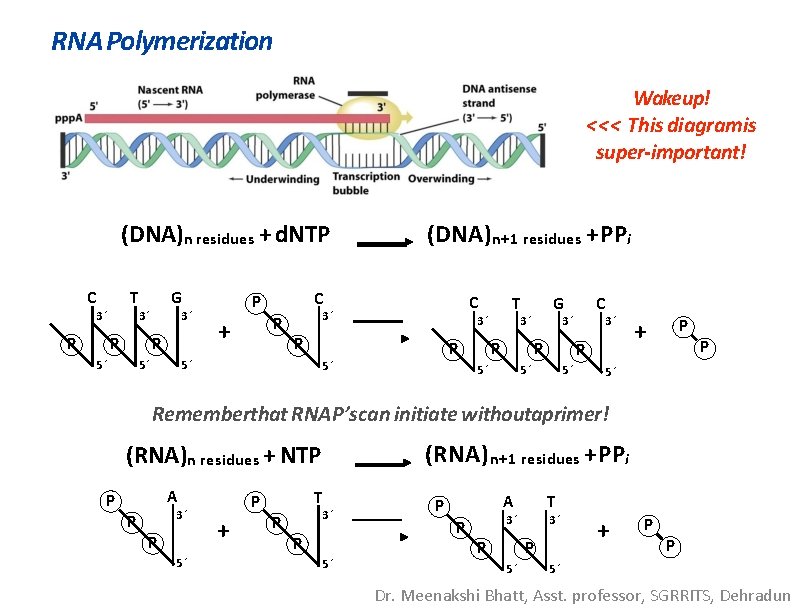 RNA Polymerization Wakeup! <<< This diagramis super-important! (DNA)n residues + d. NTP C T