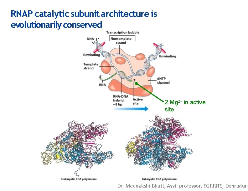 RNAP catalytic subunit architecture is evolutionarily conserved 2 Mg 2+ in active site Dr.