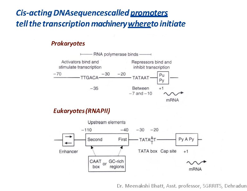 Cis-acting DNAsequencescalled promoters tell the transcription machinery whereto initiate Prokaryotes Eukaryotes (RNAPII) Dr. Meenakshi