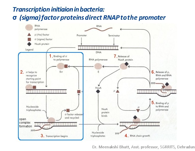 Transcription initiaion in bacteria: σ (sigma) factor proteins direct RNAP tothe promoter 1. 7.