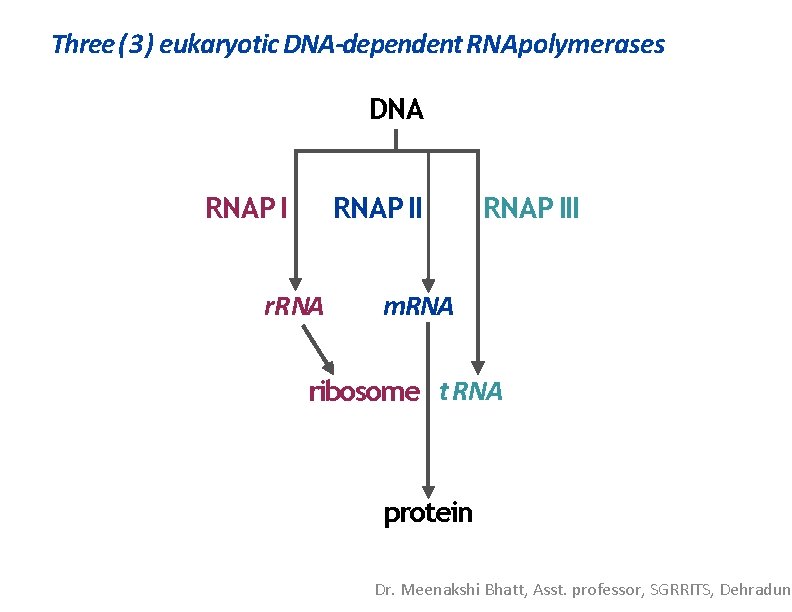Three (3) eukaryotic DNA-dependent RNApolymerases DNA RNAP II r. RNAP III m. RNA ribosome