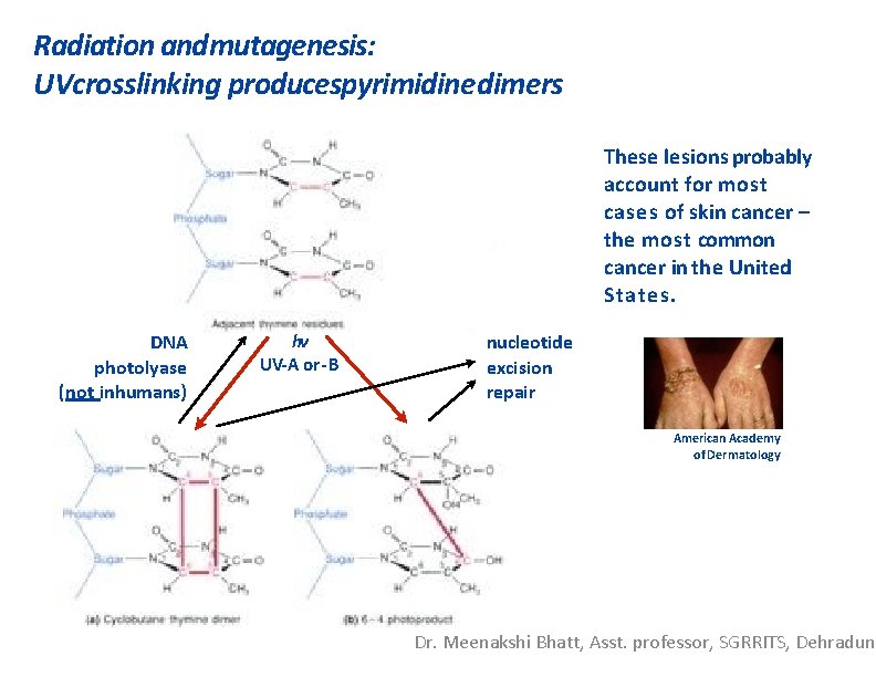 Radiation andmutagenesis: UVcrosslinking producespyrimidine dimers These lesions probably account for most cases of skin