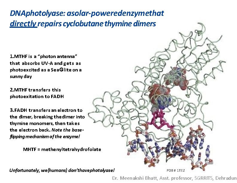 DNAphotolyase: asolar-poweredenzymethat directly repairs cyclobutane thymine dimers 1. MTHF is a “photon antenna” that